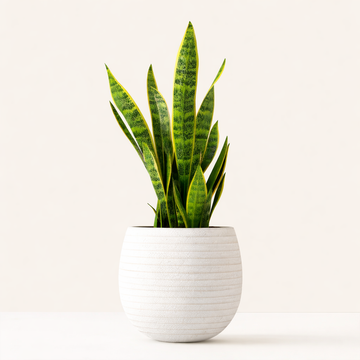 Snake plant houseplant in a pot