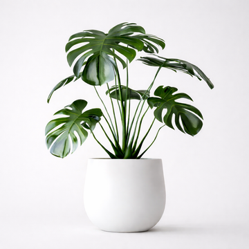 Monstera houseplant in a pot