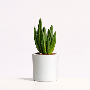 Fiddle Leaf Fig - Potted Indoor Plant